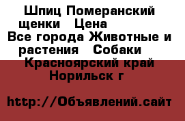 Шпиц Померанский щенки › Цена ­ 25 000 - Все города Животные и растения » Собаки   . Красноярский край,Норильск г.